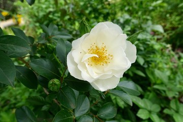 初夏のガーデン