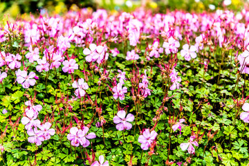 Obraz premium Royal Botanic Garden Edinburgh