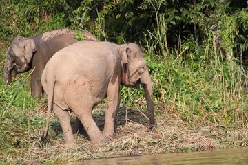 Borneo Pygmy Elephant (Elephas maximus borneensis) - ボルネオゾウ