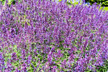 Obraz premium Royal Botanic Garden Edinburgh