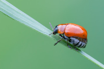 Ladybird