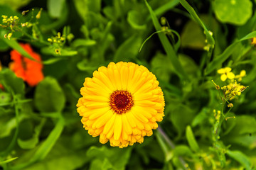 Yellow flower