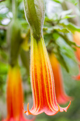 Red Angel's Trumpet flower and plant (Brugmansia sanguinea)