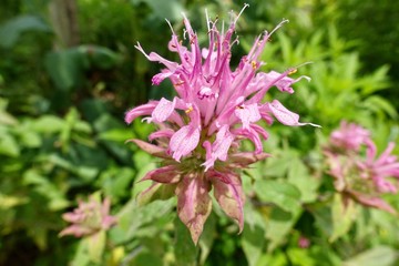 初夏のガーデン