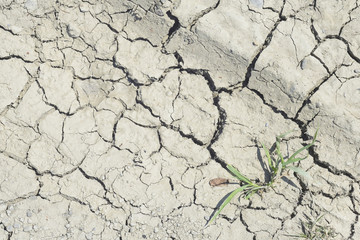 arid soil with grass plant