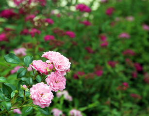 Fototapeta premium green background with pink roses