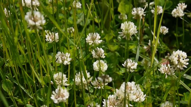 White clover flover in the field. HD video footage static camera.