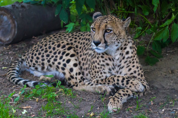 Cheetah rests and looks forward