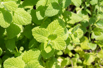 Grüne Minze - Mentha Spicata