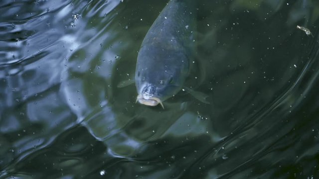 Carp fish in water 1080p