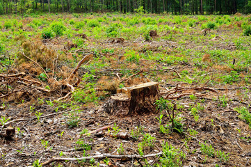 Obraz premium Karpa w lesie