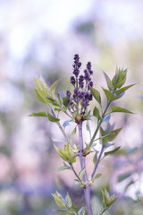 Lilacs