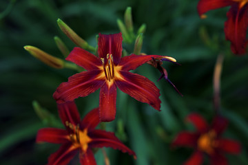 Red Lily