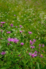 Blumenwiese im Allgäu mit Blüten der Flockenblume (Centaurea)