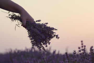 Gathering a bouquet of lavender. Girl hand holding a bouquet of fresh lavender in lavender field. Sun, sun haze, glare. Purple tinting