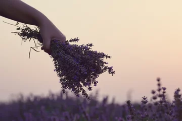 Photo sur Plexiglas Lavande Gathering a bouquet of lavender. Girl hand holding a bouquet of fresh lavender in lavender field. Sun, sun haze, glare. Purple tinting
