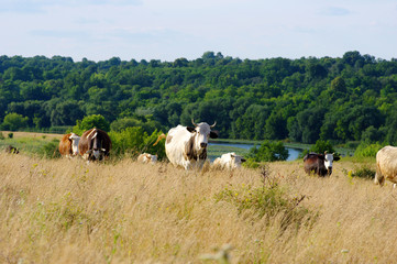 Obraz premium Cows grazing on a field