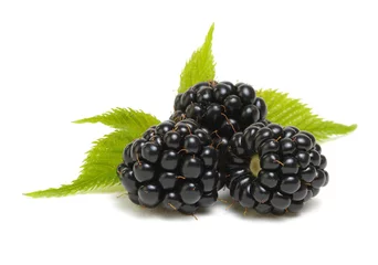 Gordijnen Blackberries with leaves © Alekss