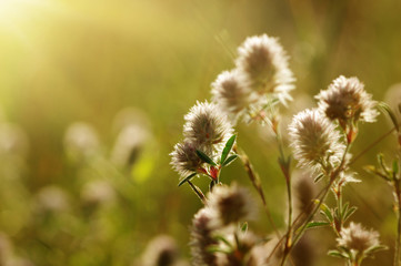 Summer flowering grass