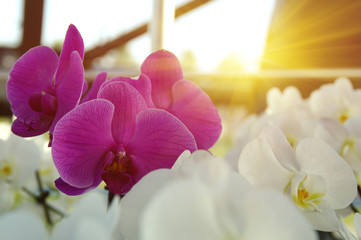 Orchid flower in garden