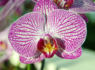 Fototapeta na wymiar Orchid flower in garden