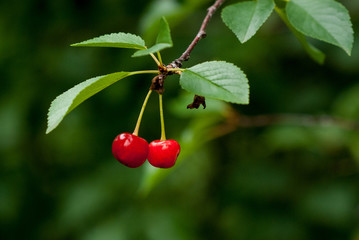 Obraz premium Cherries