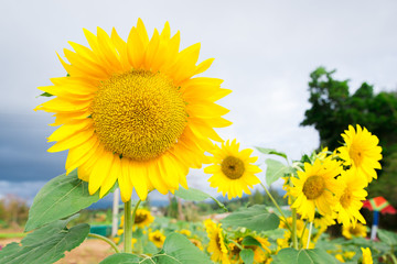 Sunflower garden on the hill