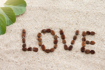 The word love is produced from the pine and the leaves of the sea urchin on the beach 