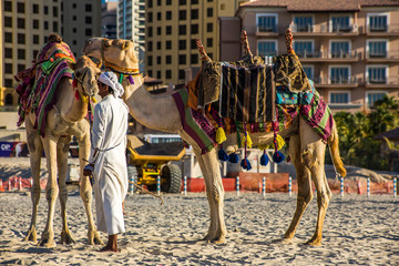 Naklejka premium Camel in Dubai