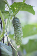 Cucumber growing in garden
