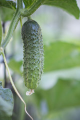 Cucumber growing in garden