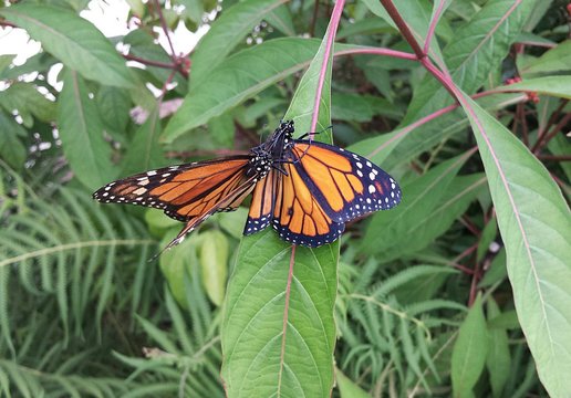 Monarch butterflies on green leaves in Florida nature