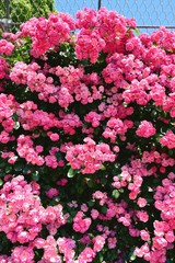 Naklejka premium フラワーガーデン