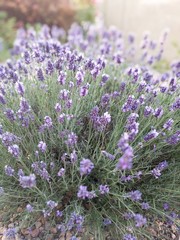 Morning Lavender