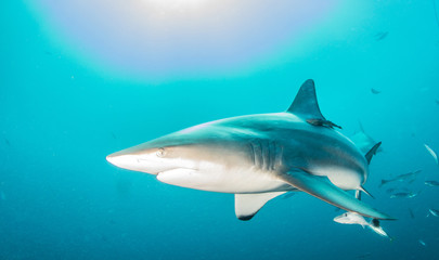 Obraz na płótnie Canvas Blacktip sharks