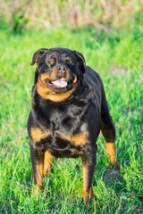 Rottweiler Dog in The Stand