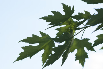 Leaves