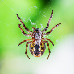 Fototapeta premium Spider Trap on Web Macro