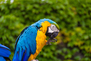 Blue and yellow parrot-2