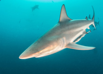 Blacktip sharks