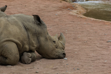 Obraz premium Rhinoceros head