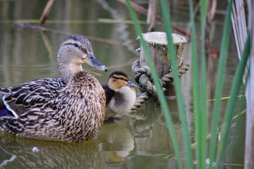 Female mallard duck with single chick duckling standing on an underwater rope