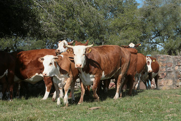 Fototapeta na wymiar Fazenda de gado no Rio Grande do Sul