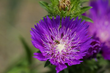 ストケシアとハチ