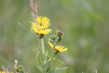 Yellow flowers of medicinal plant Elecampane (Inula helenium) or horse-heal in bloom.  