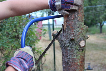 Closeup pruning a tree in a garden