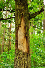 Fototapeta Obdarta kora na drzewie w lesie obraz