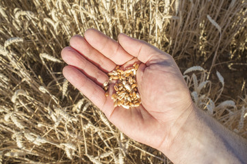Mature farmer hand holding a handful of wheat grains just picked