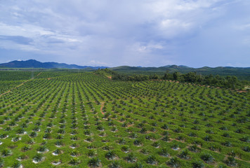 Arial view of oil palm plantation on east Asia