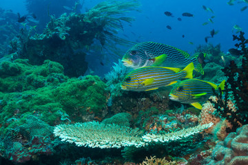 Fototapeta na wymiar Süsslippen im Korallenriff